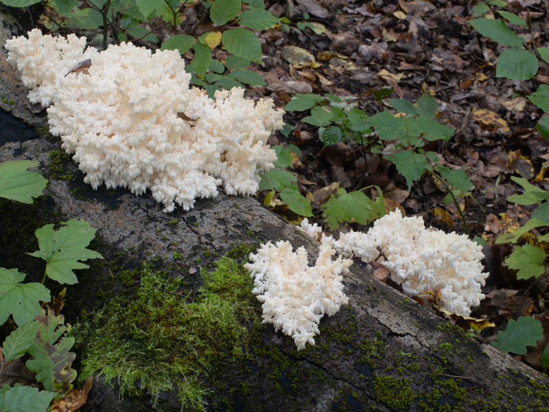 Hericium coralloides Hericium coralloides